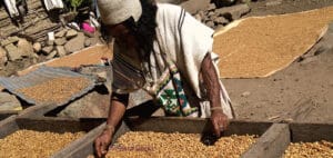 Indigenous organic coffee - post